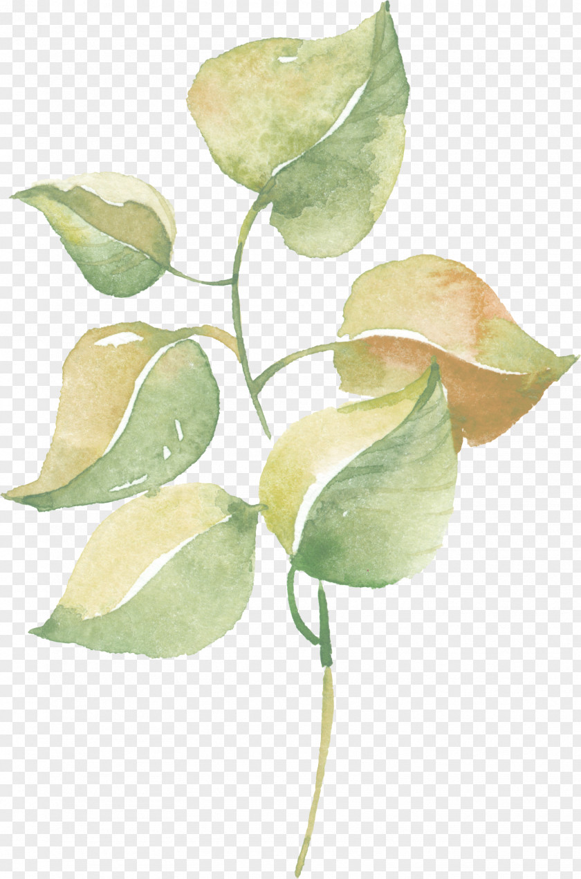 Greenery Watercolour Leaf Watercolor Painting Clip Art Plants PNG