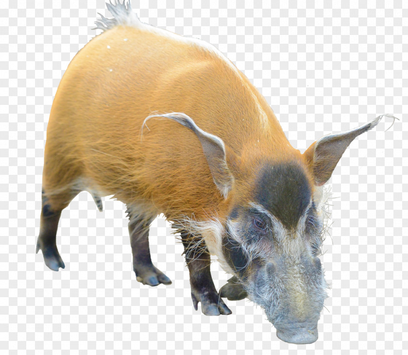 Hogs Wild Boar Barbary Sheep Red River Hog Even-toed Ungulate PNG