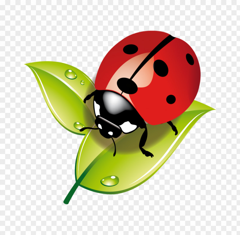 Insect Ladybird Child Aphid Ecology PNG