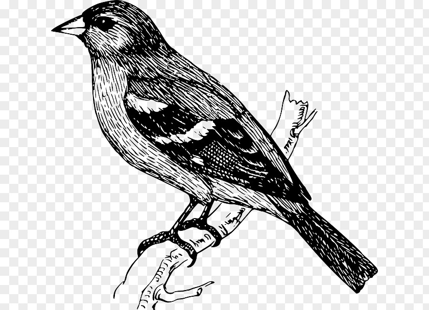 Pigeon Vector Bird Finch Drawing Clip Art PNG