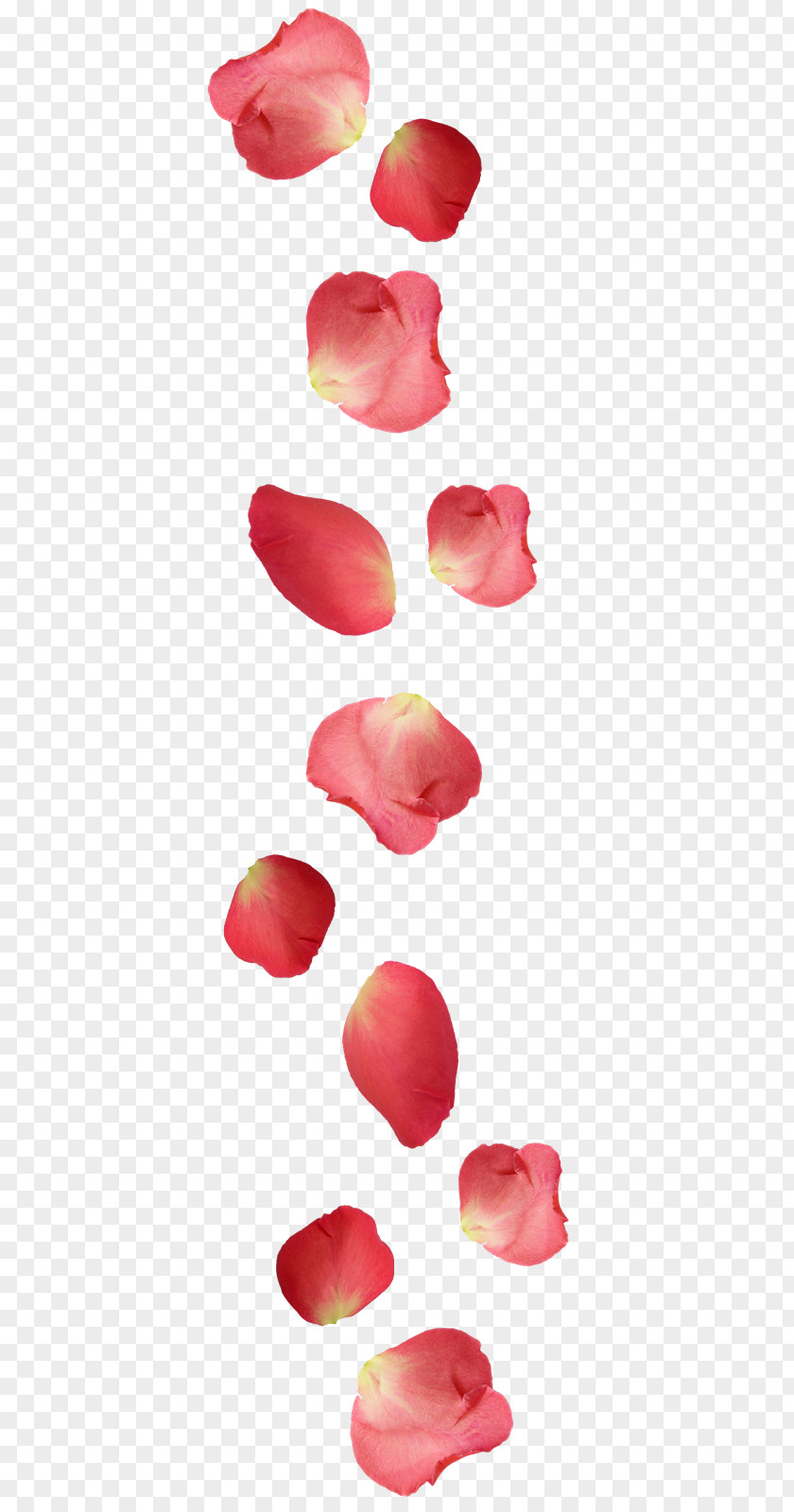Rose Petal Ugg Boots Flower PNG