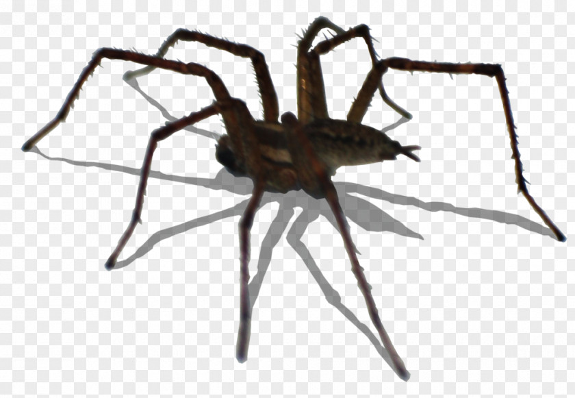 Spider Widow Spiders Insect Wolf Invertebrate PNG