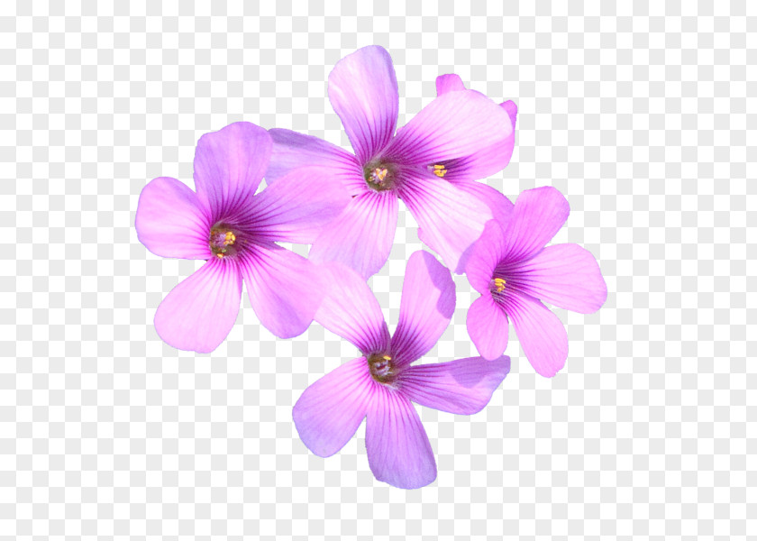 Sprinkle Flowers To Send Blessings Vervain Herbaceous Plant PNG