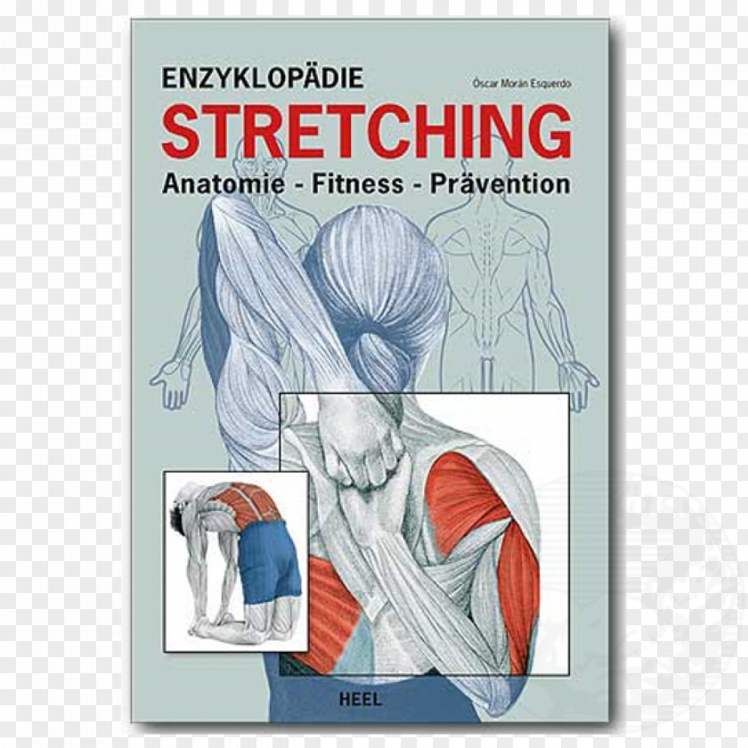 StretchingMuskeltraining Enzyklopädie Muskeltraining: AnatomieMuskelaufbauFettabbau Physical FitnessStretching Stretching: Anatomie, Fitness, Prävention Kompaktkurs Rücken: Anatomie PNG