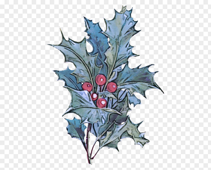 Flower Woody Plant Holly PNG