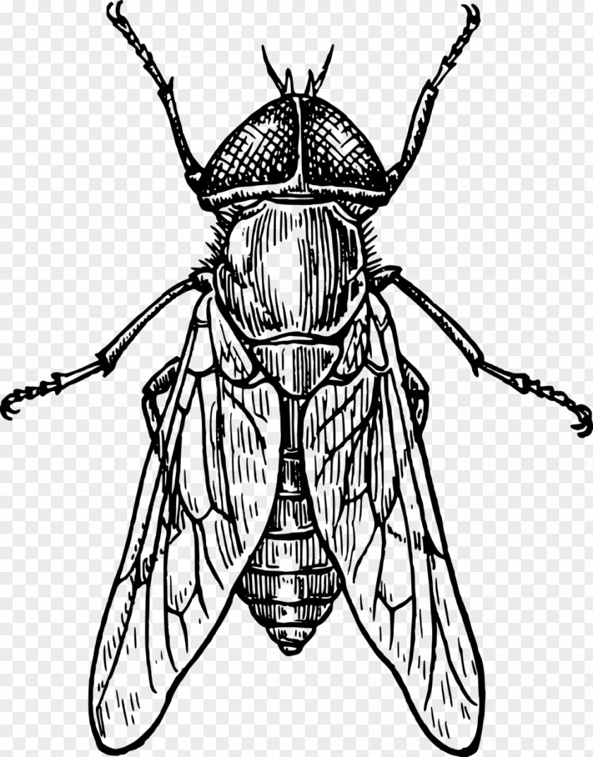Insect Bee Drawing Line Art Clip PNG