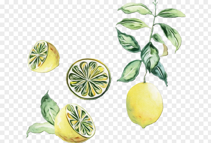 Key Lime Sweet Lemon Watercolor Flower Background PNG