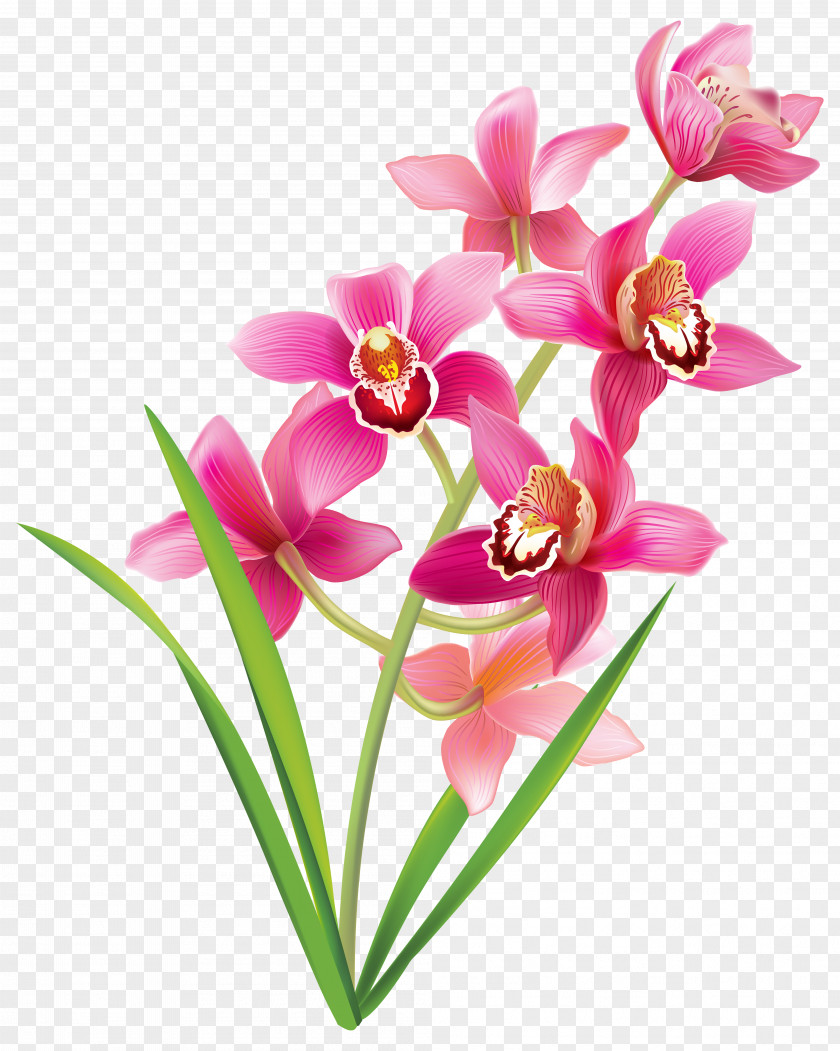 Pink Orchid Orchids Color Clip Art PNG