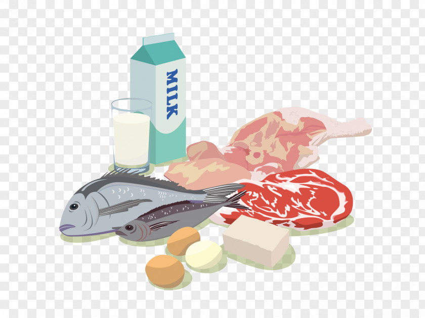 Protein Food Illustration Meal Image Pregnancy PNG