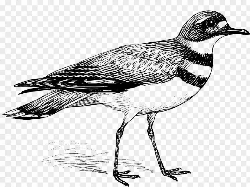 Ruddy Turnstone Shorebird Cartoon Bird PNG