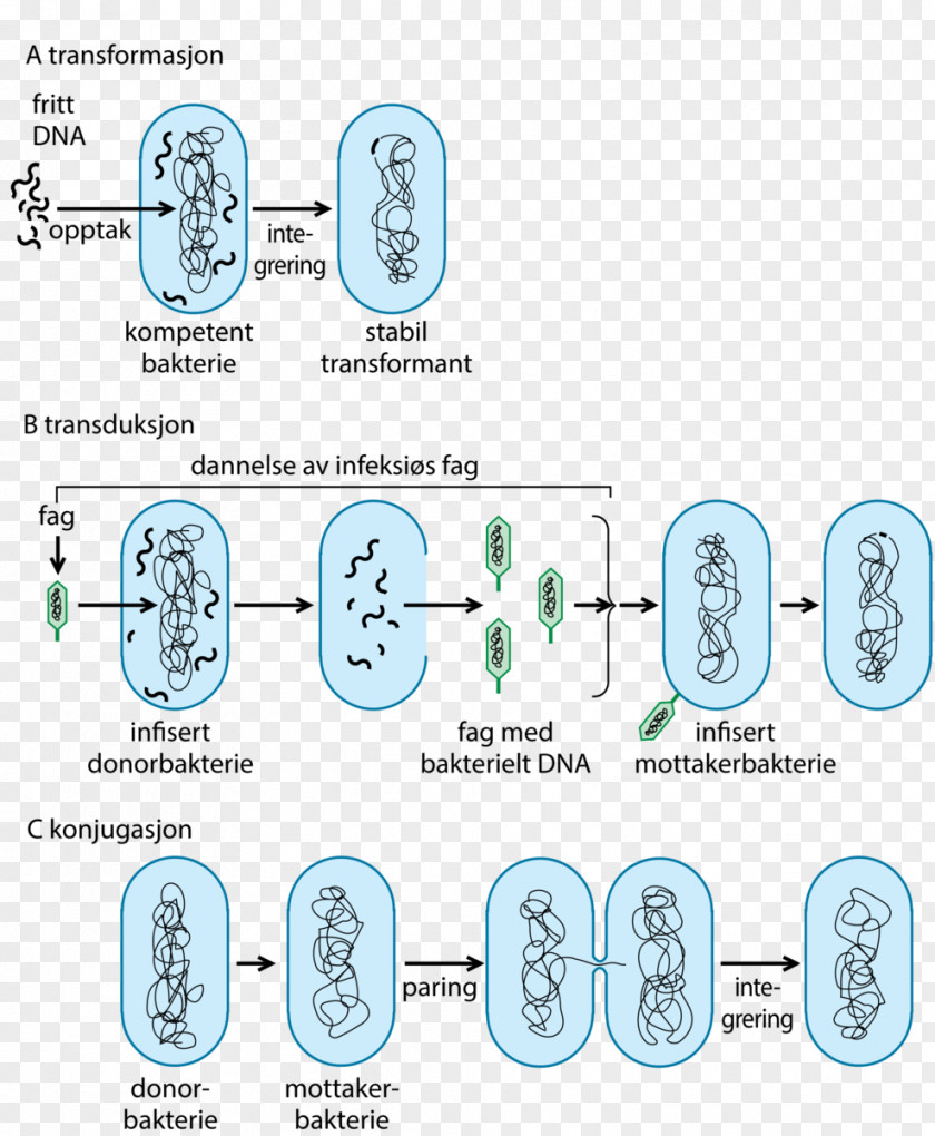 Spore Store Medisinske Leksikon Bacteria Medicine Horizontal Gene Transfer Salmonella PNG
