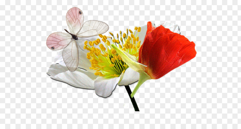 Tampon Amour Poppy Idea Flower Handicraft PNG