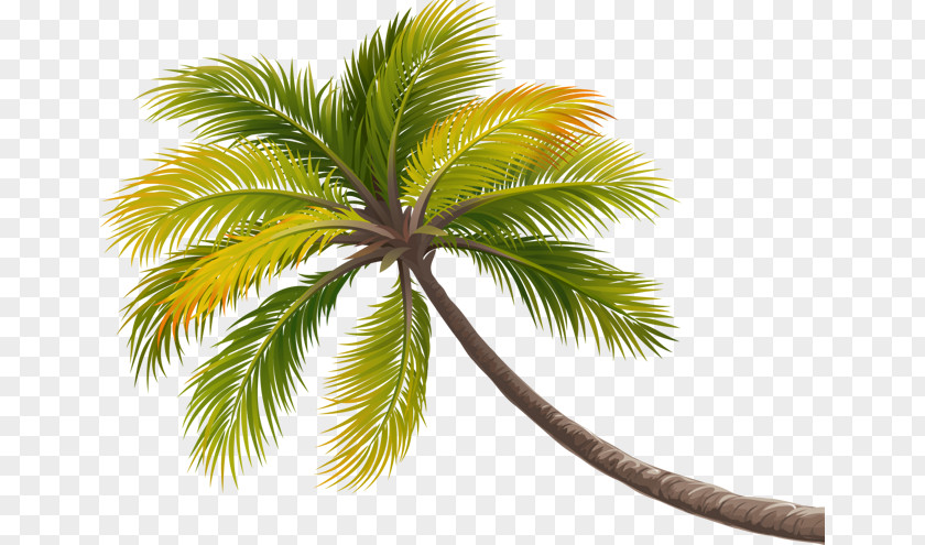 Coconut Tree Decoration Arecaceae PNG