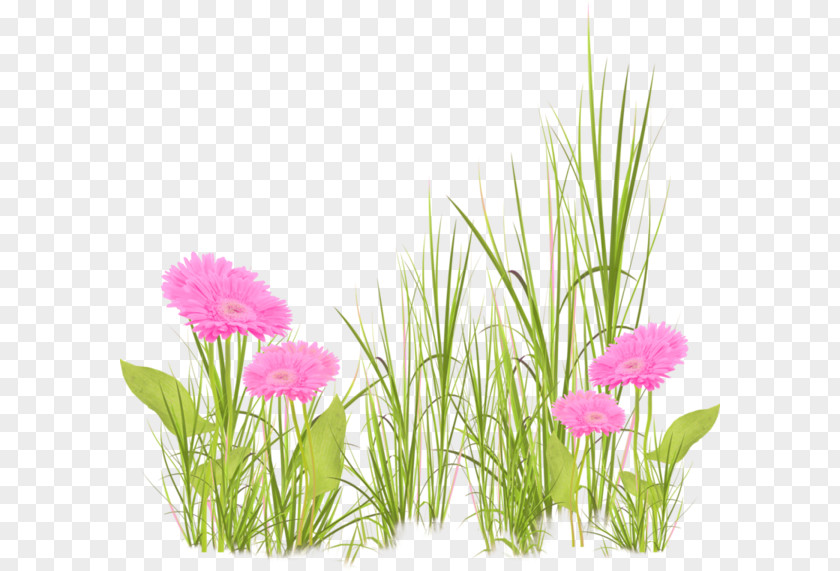 Green Grass PNG grass clipart PNG