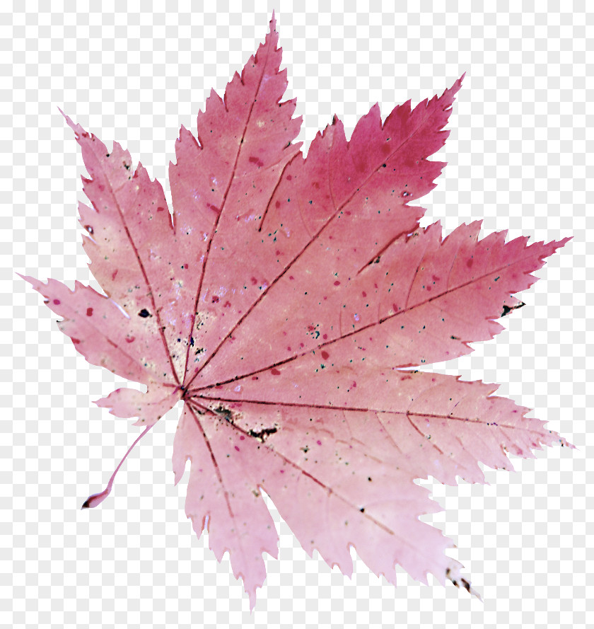 Pink Flower Maple Leaf PNG