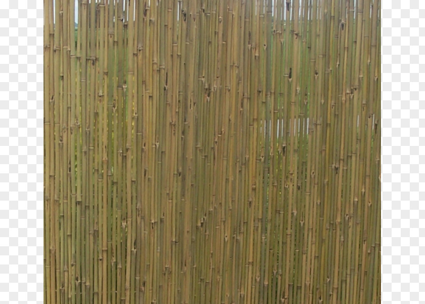 Bamboo Tropical Woody Bamboos Phyllostachys Edulis Window Blinds & Shades Mat PNG