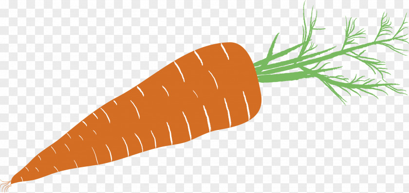 Carrot Baby Drawing Pictogram Vegetable PNG