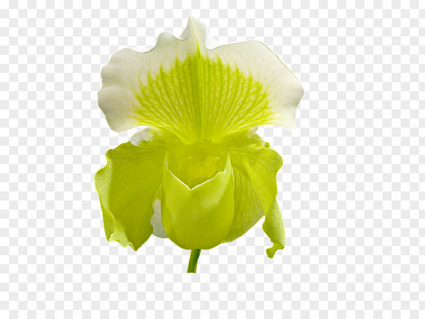 Flower Petal Slipper Orchids PNG