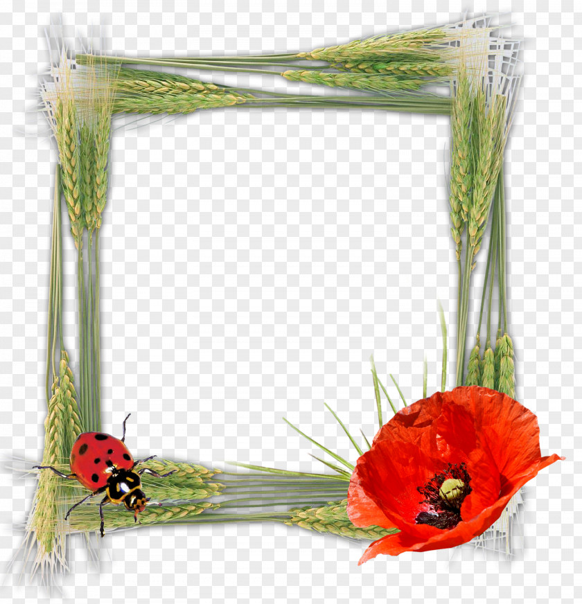Gold Floral Picture Frames Photography Birthday Tableau PNG