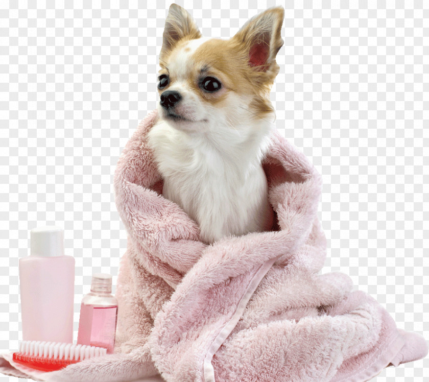 Puppy Dog Grooming Pug Pomeranian Cat PNG