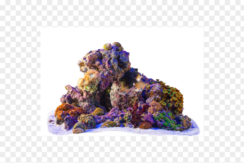 Reef Purple Violet Lilac Lavender Wool PNG