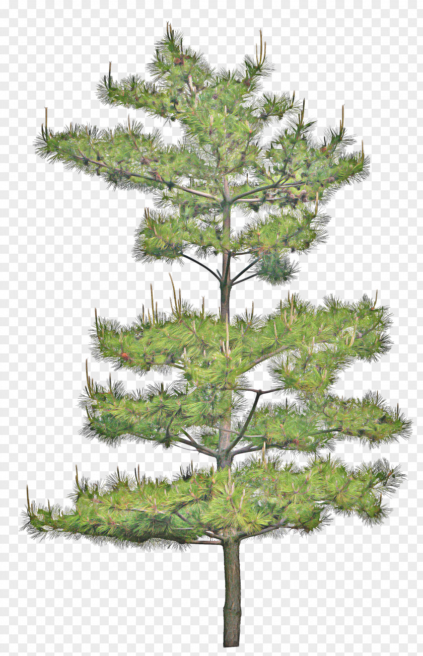 Sitka Spruce Plant Stem Family Tree Background PNG