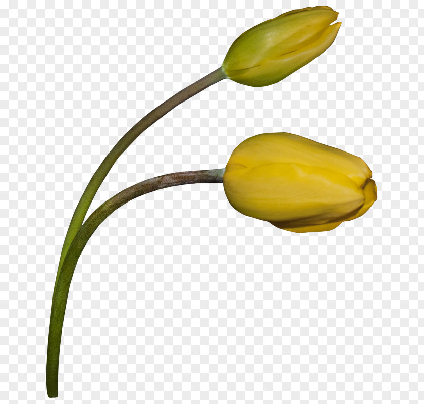 Tulip Flower Painting Petal PNG