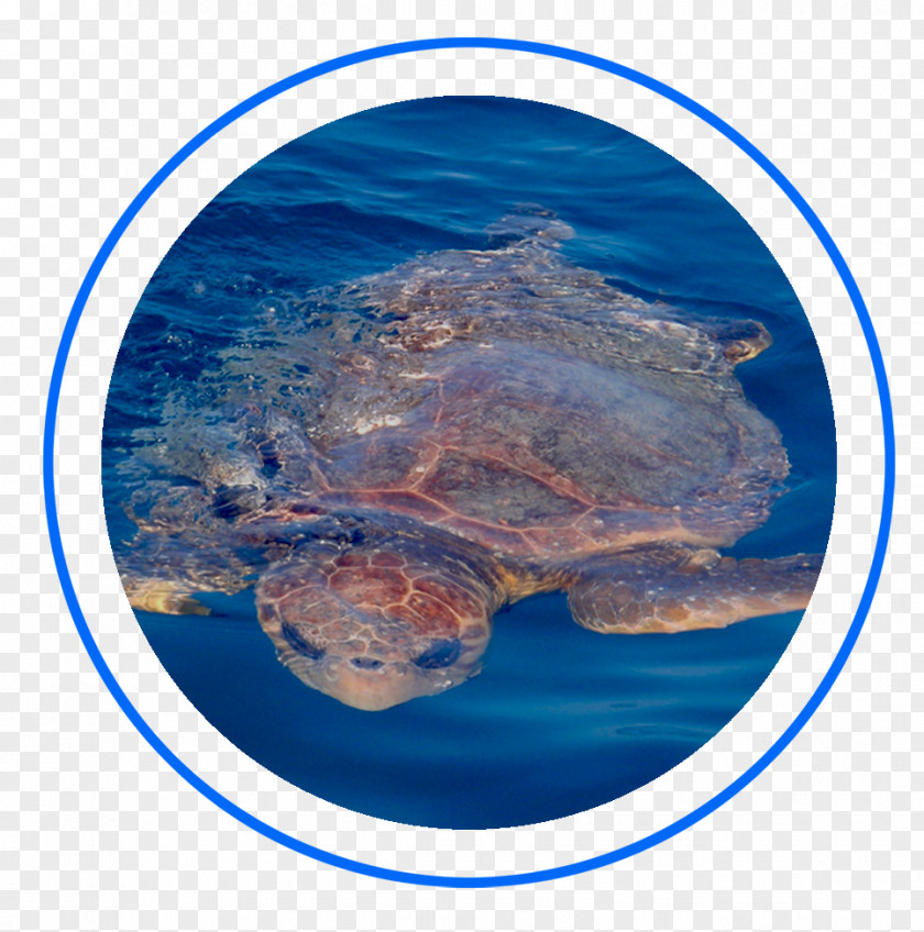 Key West Fishing Loggerhead Sea Turtle Offshore Company Florida Keys PNG