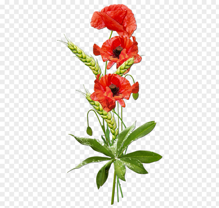 Clip Art Image Poppy Desktop Wallpaper PNG