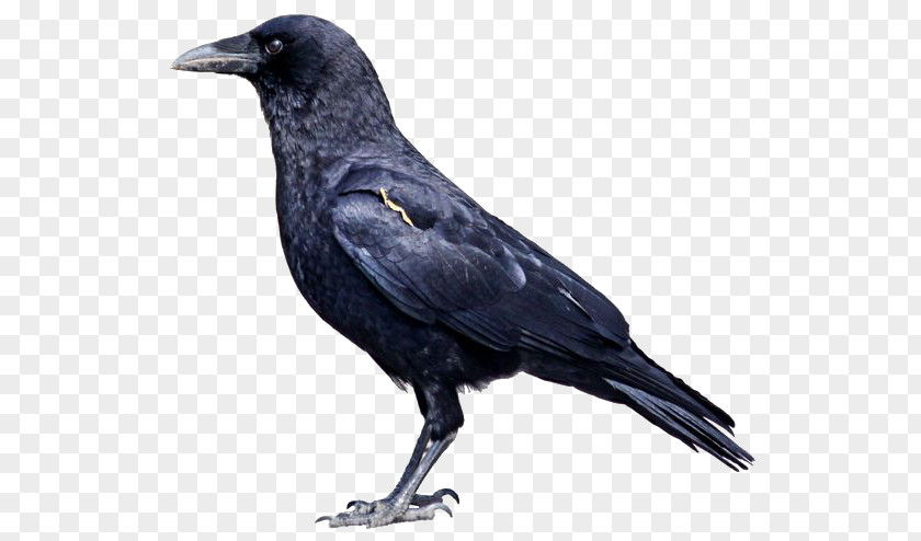 Crow Side American Rook Bird Common Raven Carrion PNG
