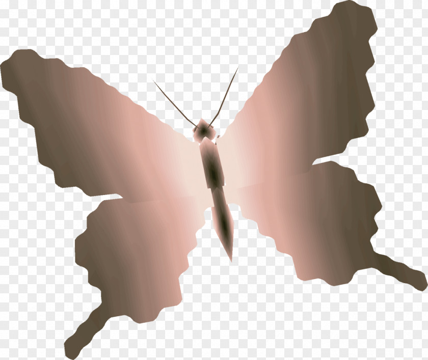 Moth PNG