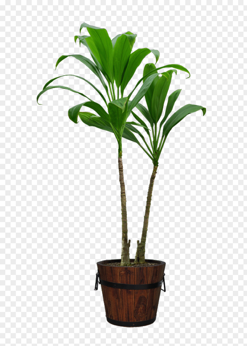 Potted Flowerpot Download Computer File PNG