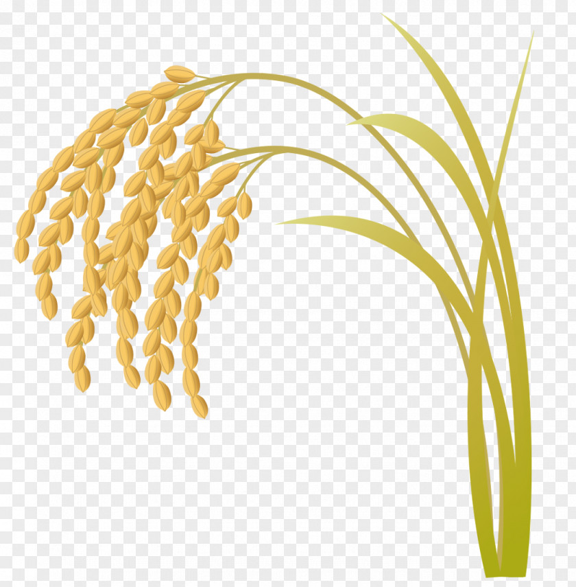 Rice Illustration Image Vector Graphics Silhouette PNG