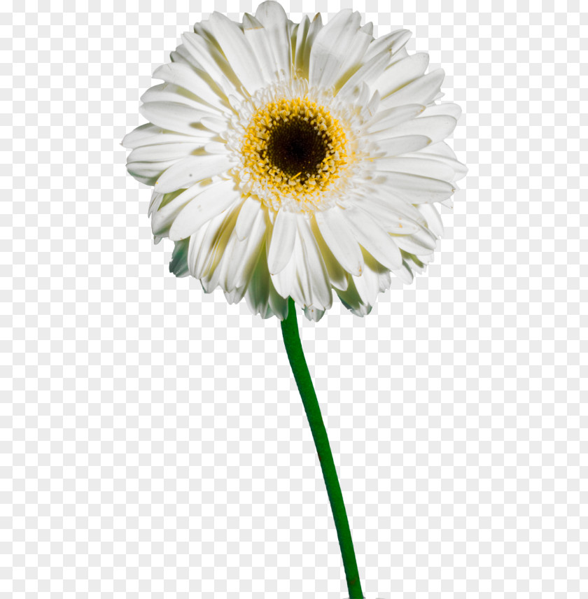 Chrysanthemum Common Daisy Oxeye Transvaal Petal PNG