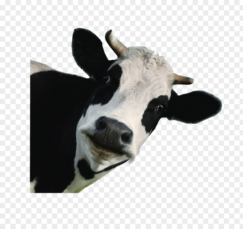 Cow Holstein Friesian Cattle Jersey Milk Calf Dairy PNG