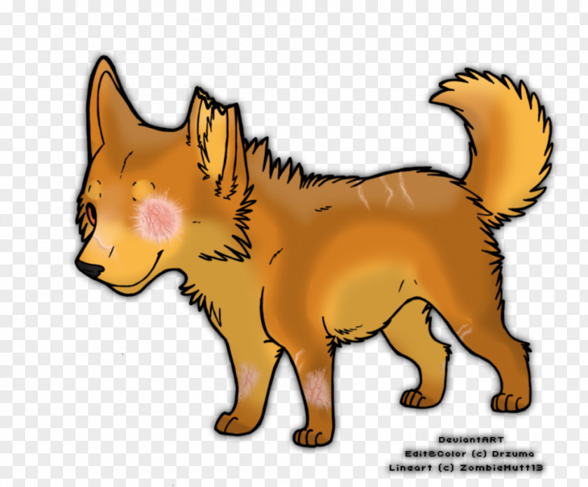Dog Whiskers Kitten Cat Red Fox PNG