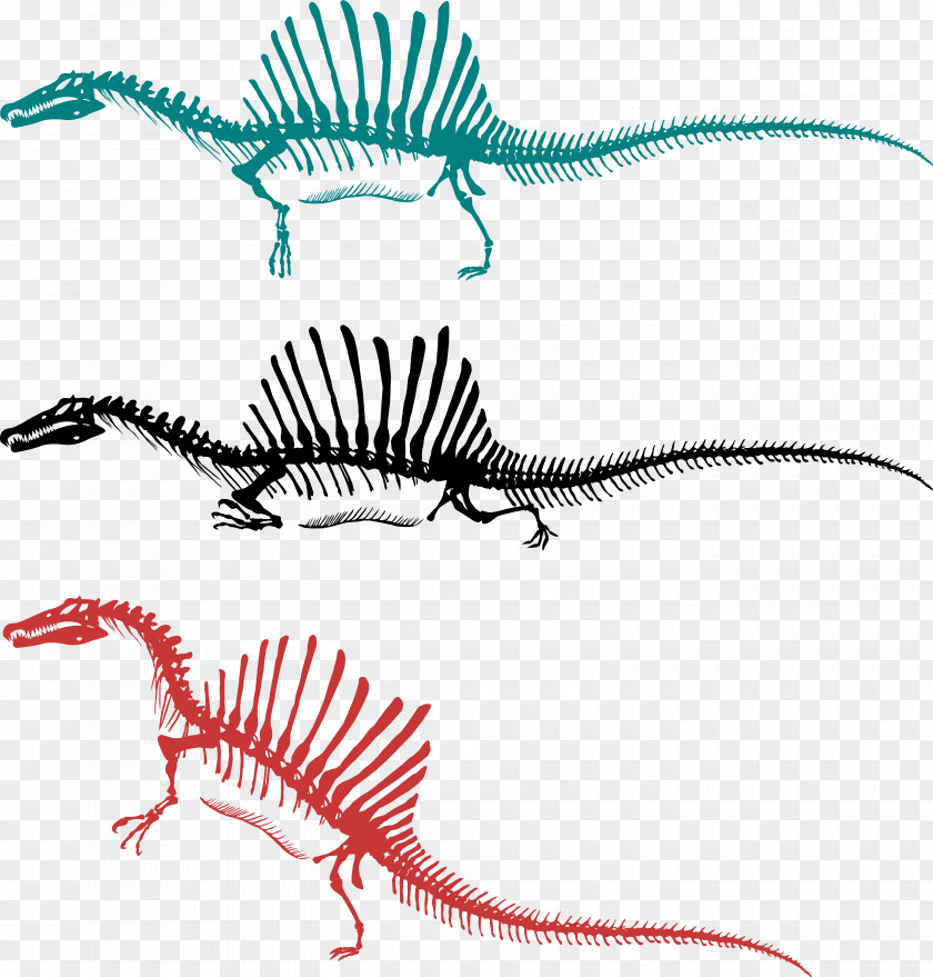 Giant Skeletons Goliath Spinosaurus Sigilmassasaurus Carcharodontosaurus Giganotosaurus Dinosaur PNG