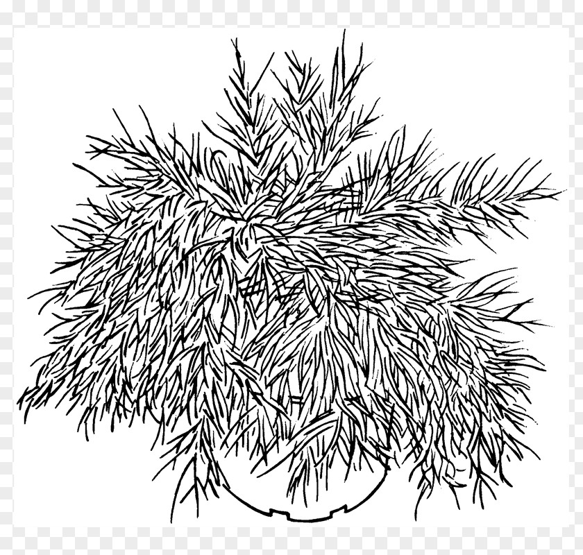 Line Spruce Art White Flowering Plant PNG