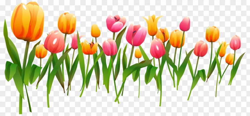 March Tulip Flower Clip Art PNG