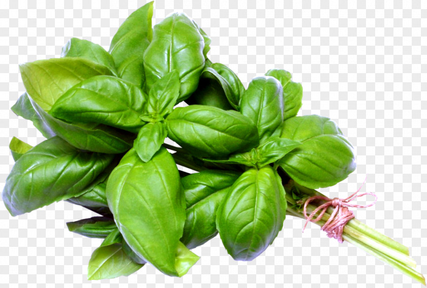 Oil Thai Basil Italian Cuisine Herb PNG