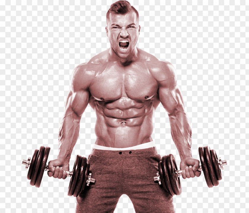 Bodybuilder Bodybuilding Dumbbell Exercise Weight Training Fitness Centre PNG
