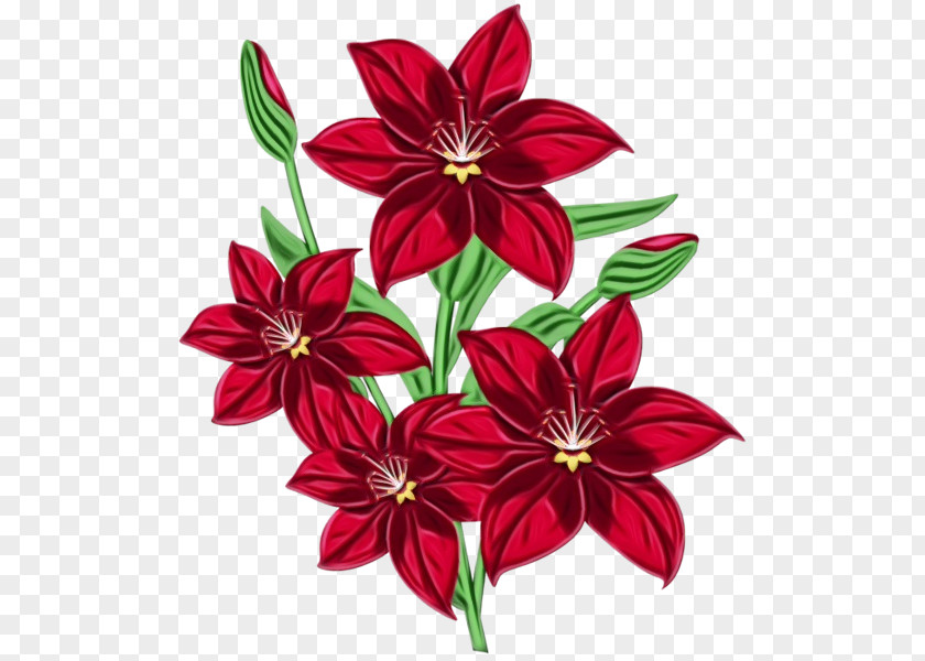 Perennial Plant Wildflower Red Watercolor Flowers PNG