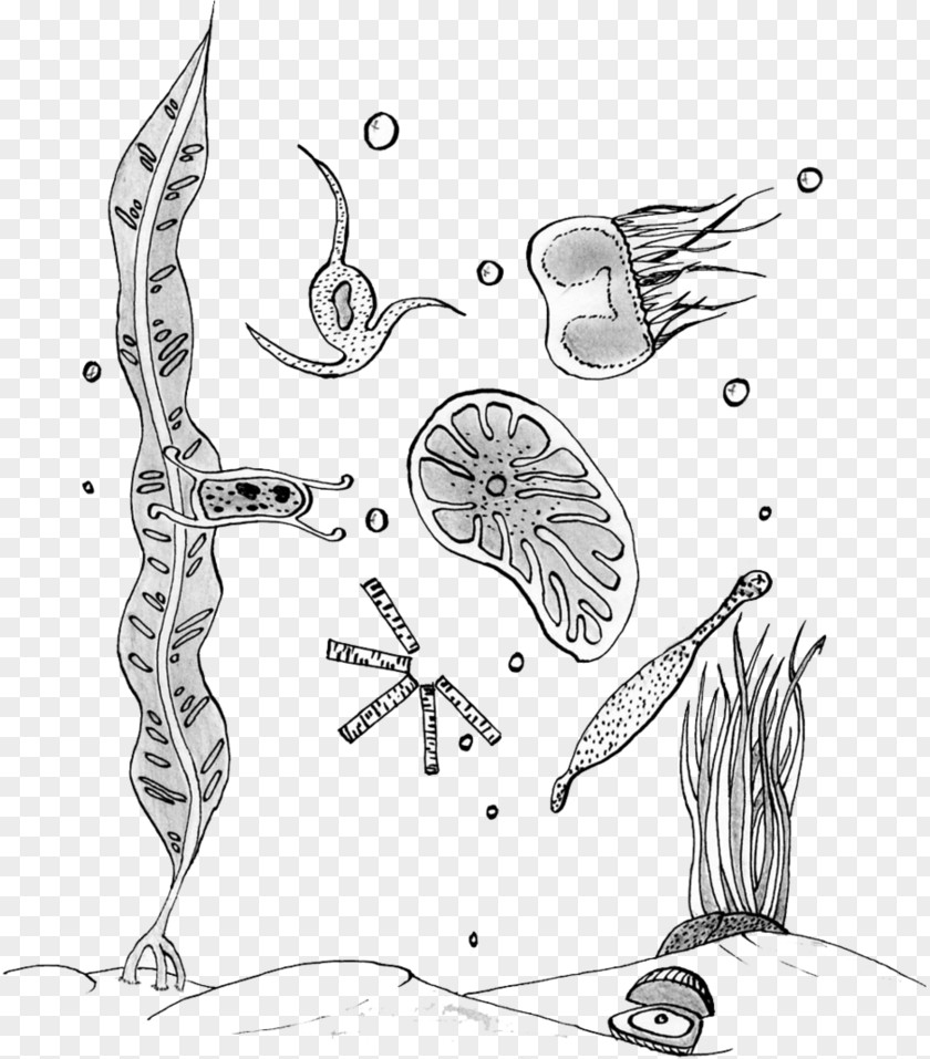Plankton And Karen Coloring Book Phytoplankton Drawing PNG