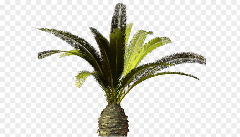 Tree Ponytail Palm Trees Wallpaper Jubaea Chilensis PNG