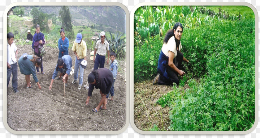 Chota Chota, Peru Caritas Internationalis 0 Crop Soil PNG