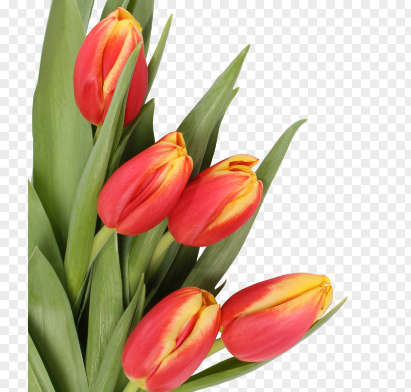Mother's Day Flower Bouquet Tulip PNG