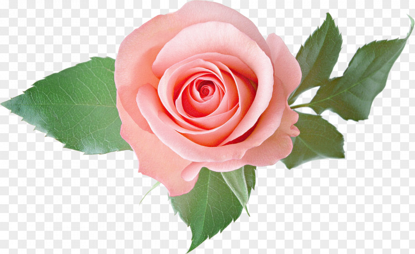 White Roses Rose Pink PNG