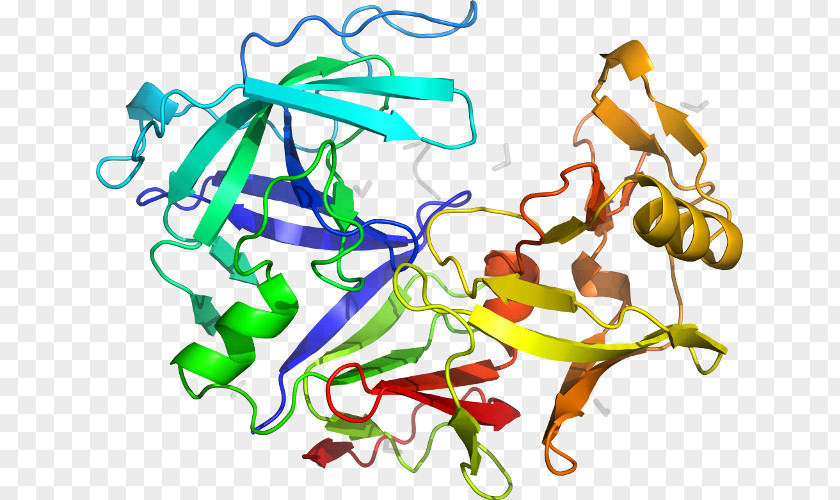 Aspartic Protease Pepsin PGA5 Protein Gene Wikipedia PNG