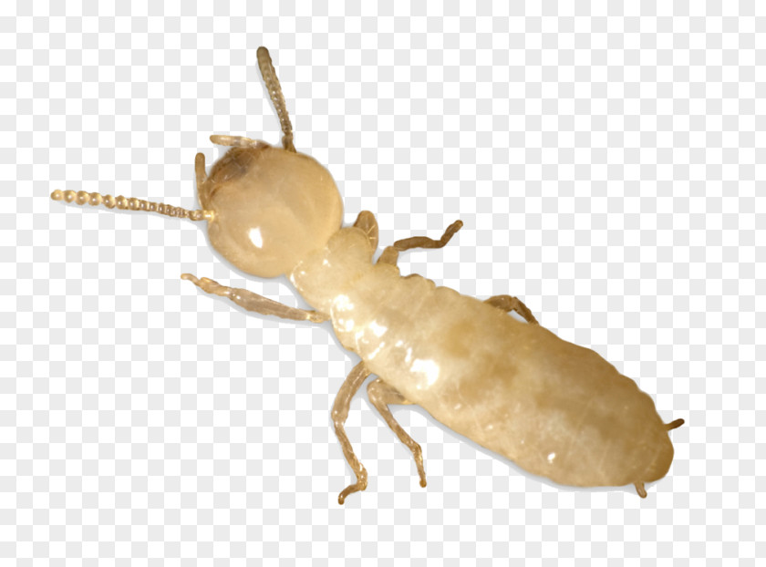 Eastern Subterranean Termite Ant Pest Control PNG