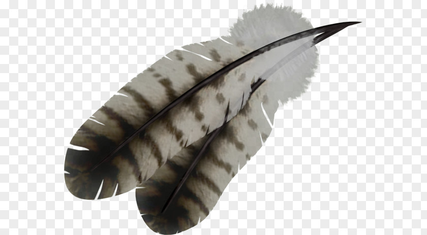 Feather Native Desktop Wallpaper Bird PNG